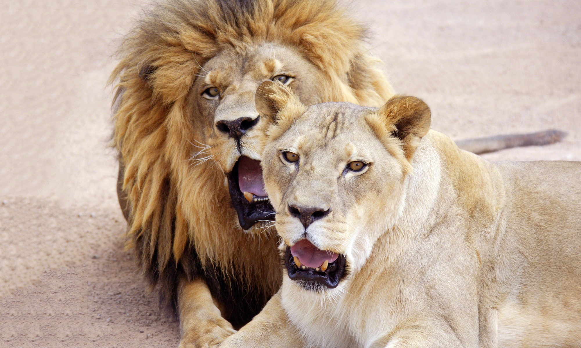 Expert-Led Step Behind the Scenes Tour Featuring Lions, Parrots & More