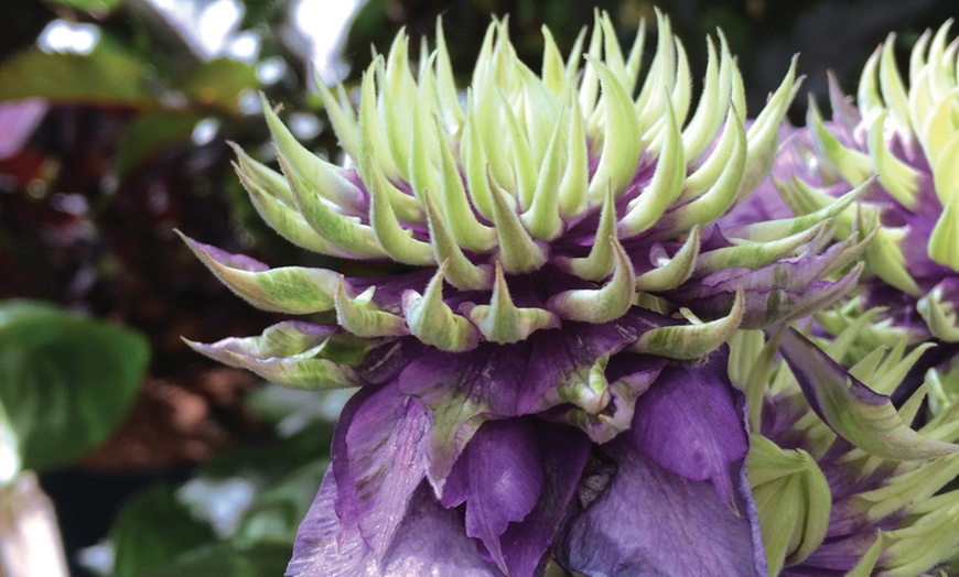 Image 4: Clematis Florida Taiga – One or Three Potted Plants
