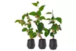 Lot de 3 ou 6 plants de kiwi Actinidia deliciosa "Jenny" - Image 2