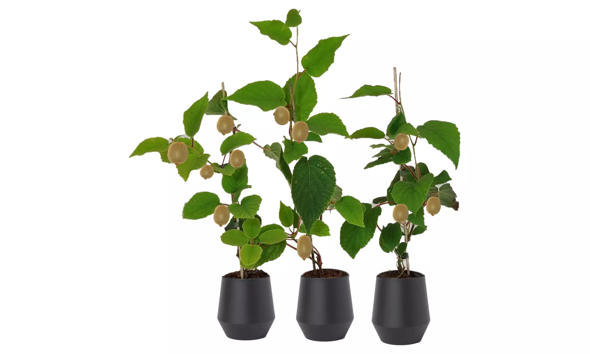 Kiwi Actinidia deliciosa "Jenny"