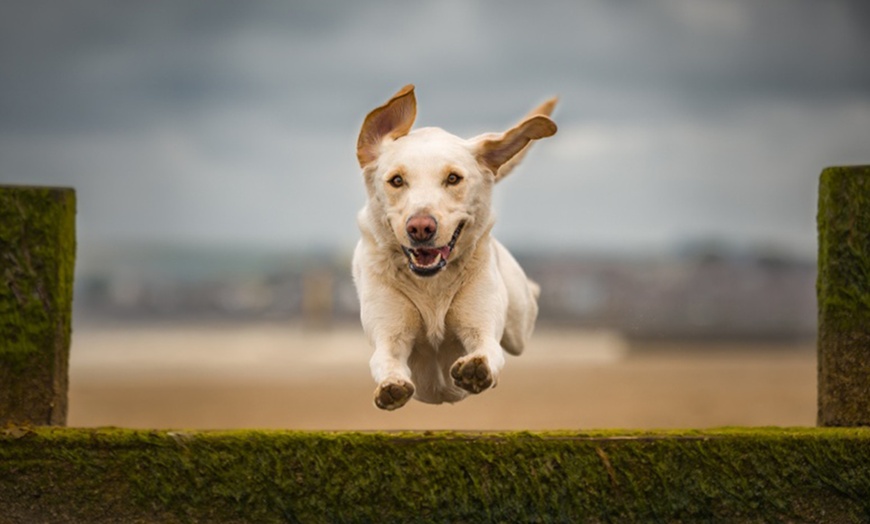 Image 6: Mini Doggy, Family, Full Doggy, or Full Family Photoshoot and More