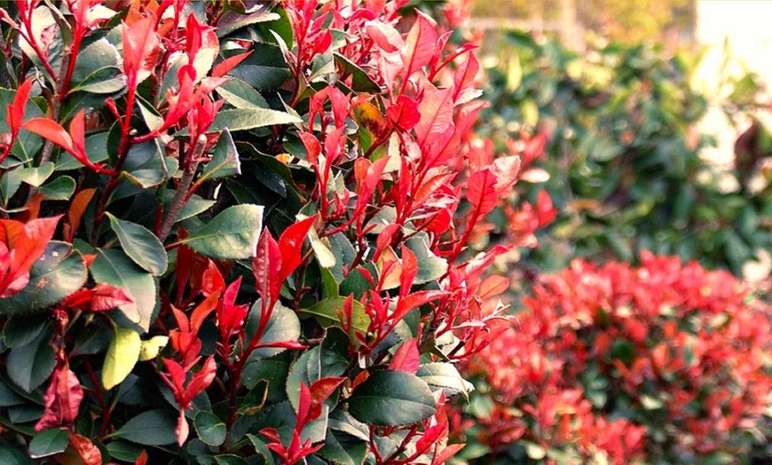 Image 3: Evergreen Photinia Robin Tree