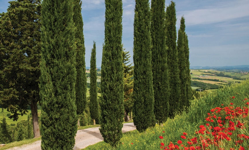 Image 10: Italian Cypress Hardy Tree Potted Plants