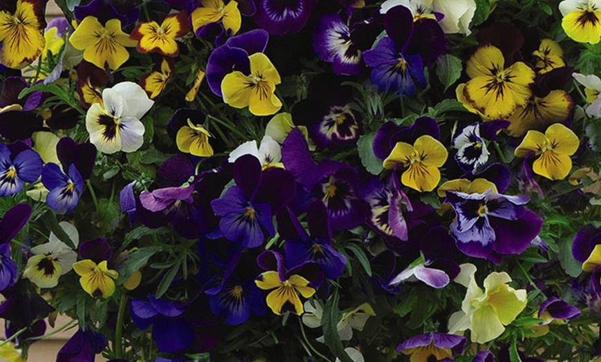 Image 3: 24, 48 or 72 Pansy Waterfall Mixed Plants