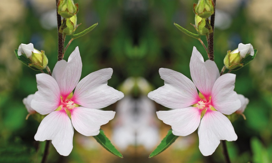 Image 3: Lavatera Barnsley Baby Plant