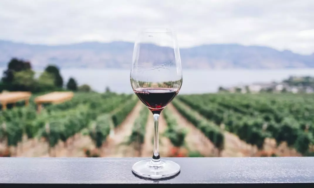 Initiation à la dégustation de vin ou de champagne ou carte-cadeau - Image 4