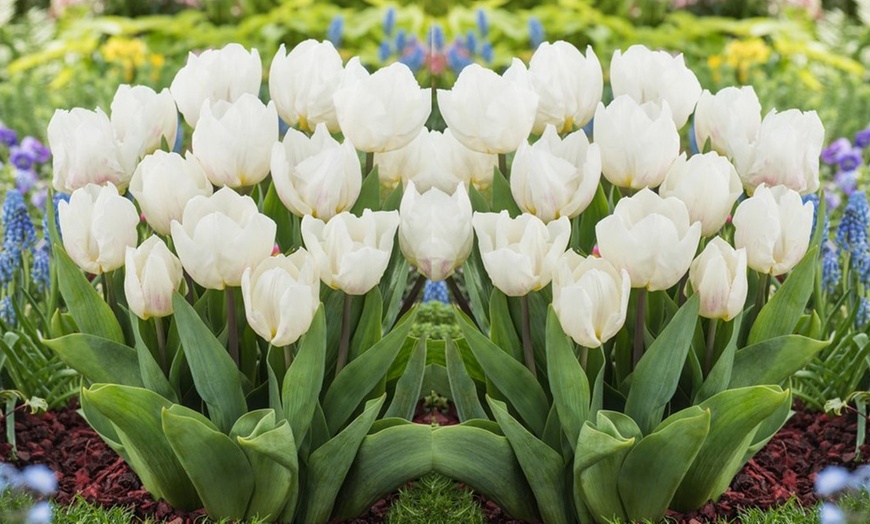 Image 5: Bollen van 6 verschillende soorten blauwe en witte bloemen