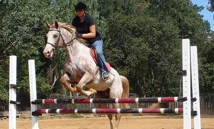 Riding Lessons at Little Burgundy Farm (Up to 57% Off). Four Options Available. - Primary Image