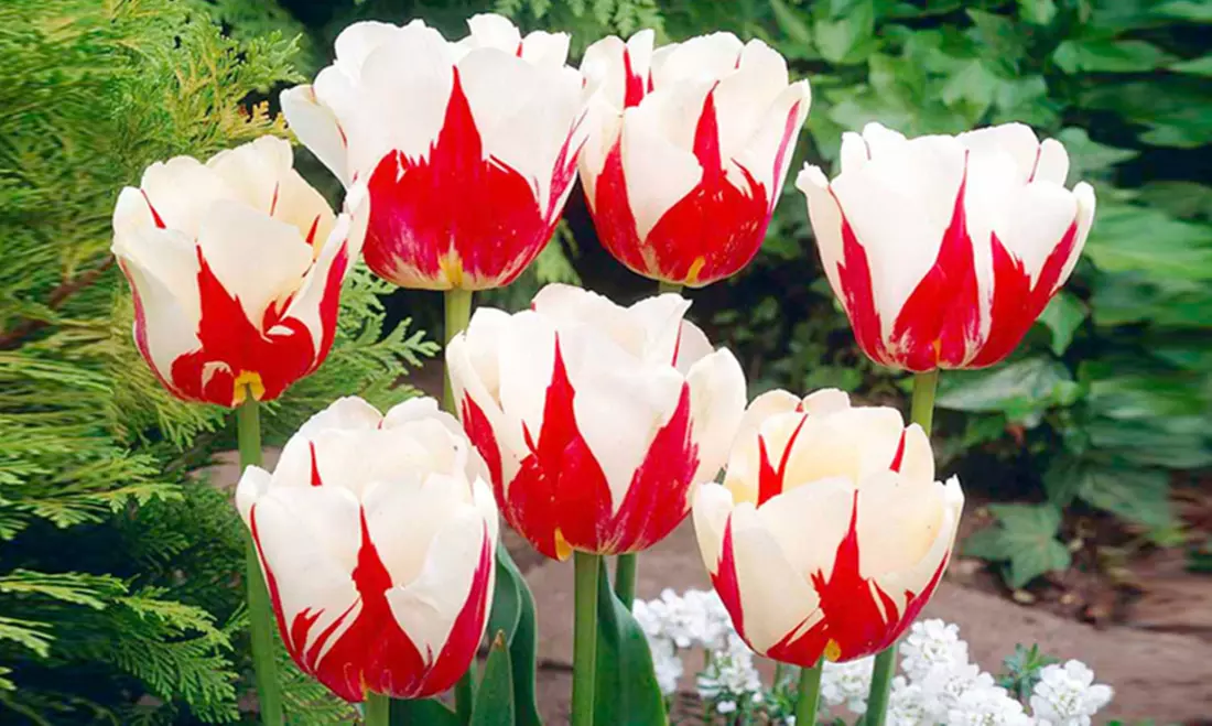 Sweet Sorbet Mixed Tulip Flower Bulbs with Optional Bulb Planter (16-, 24-, or 50-Pack) - Primary Image