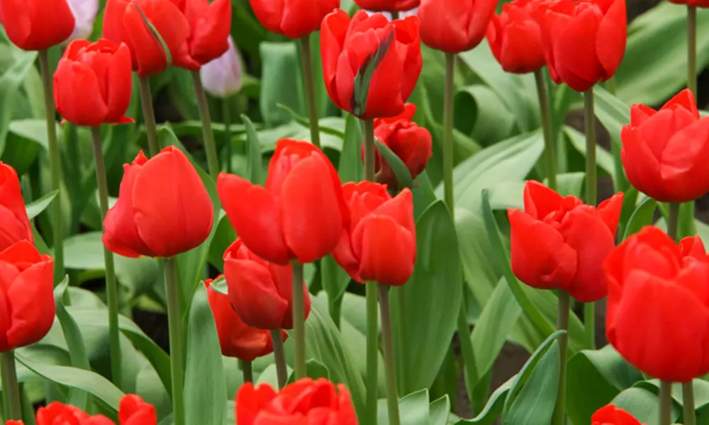 Escape Jumbo Tulip Flower Bulbs (5-, 10-, 15-, 20-Pack) - Primary Image