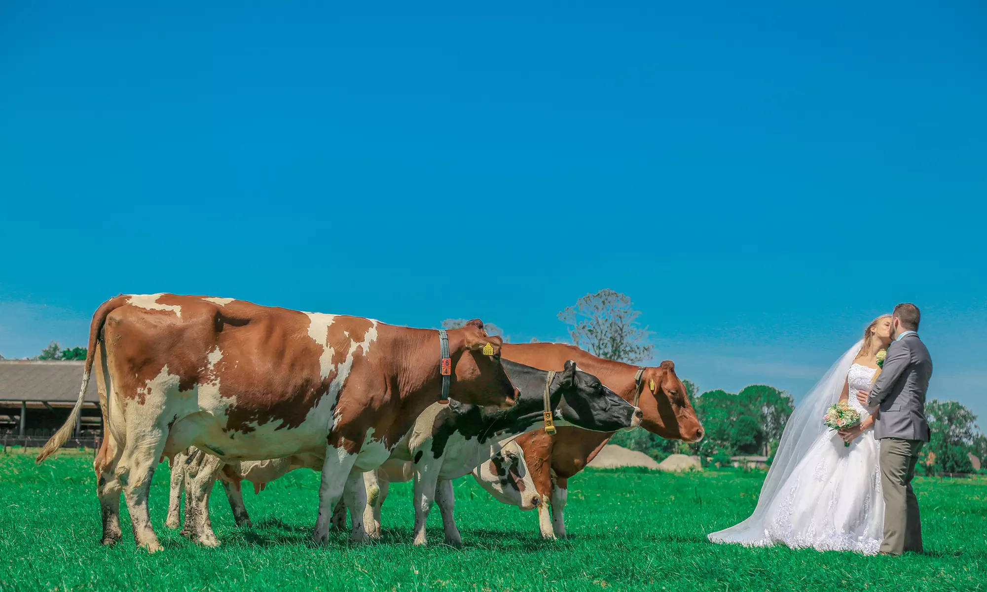 Trouwreportage van 6 uur + foto's