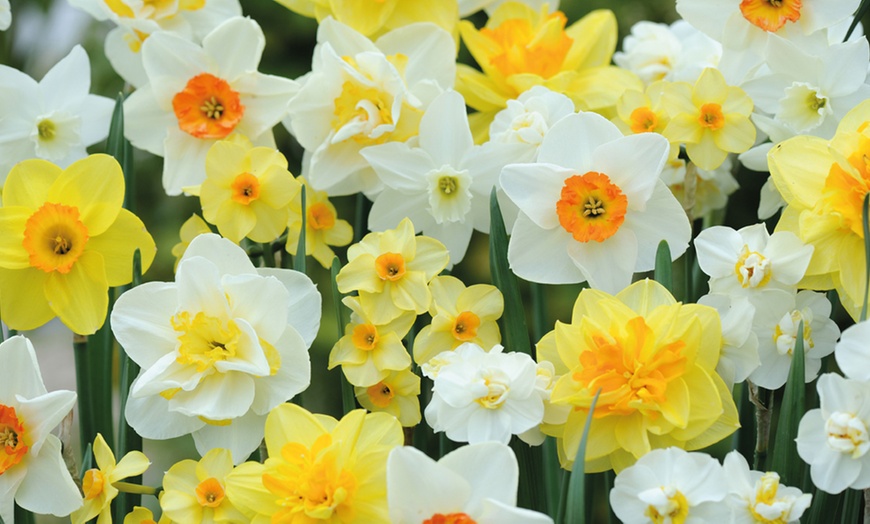 Image 1: 20, 40 or 80 Bulbs of Mixed Daffodils with Optional Bulb Planter