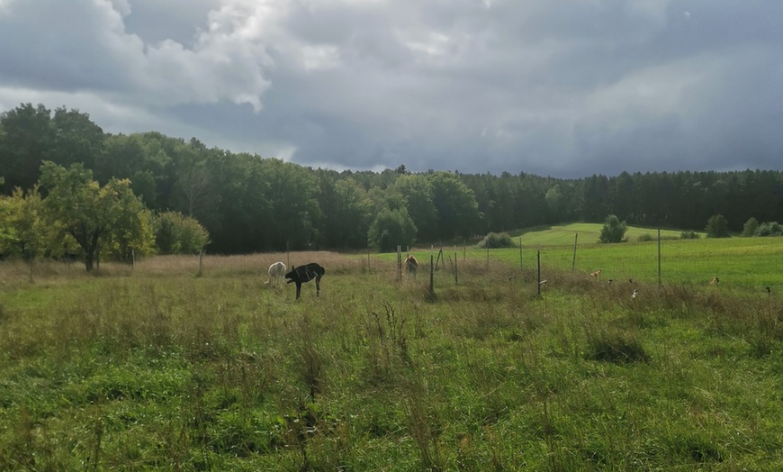 Image 7: Alpaka- und Lama-Wanderung