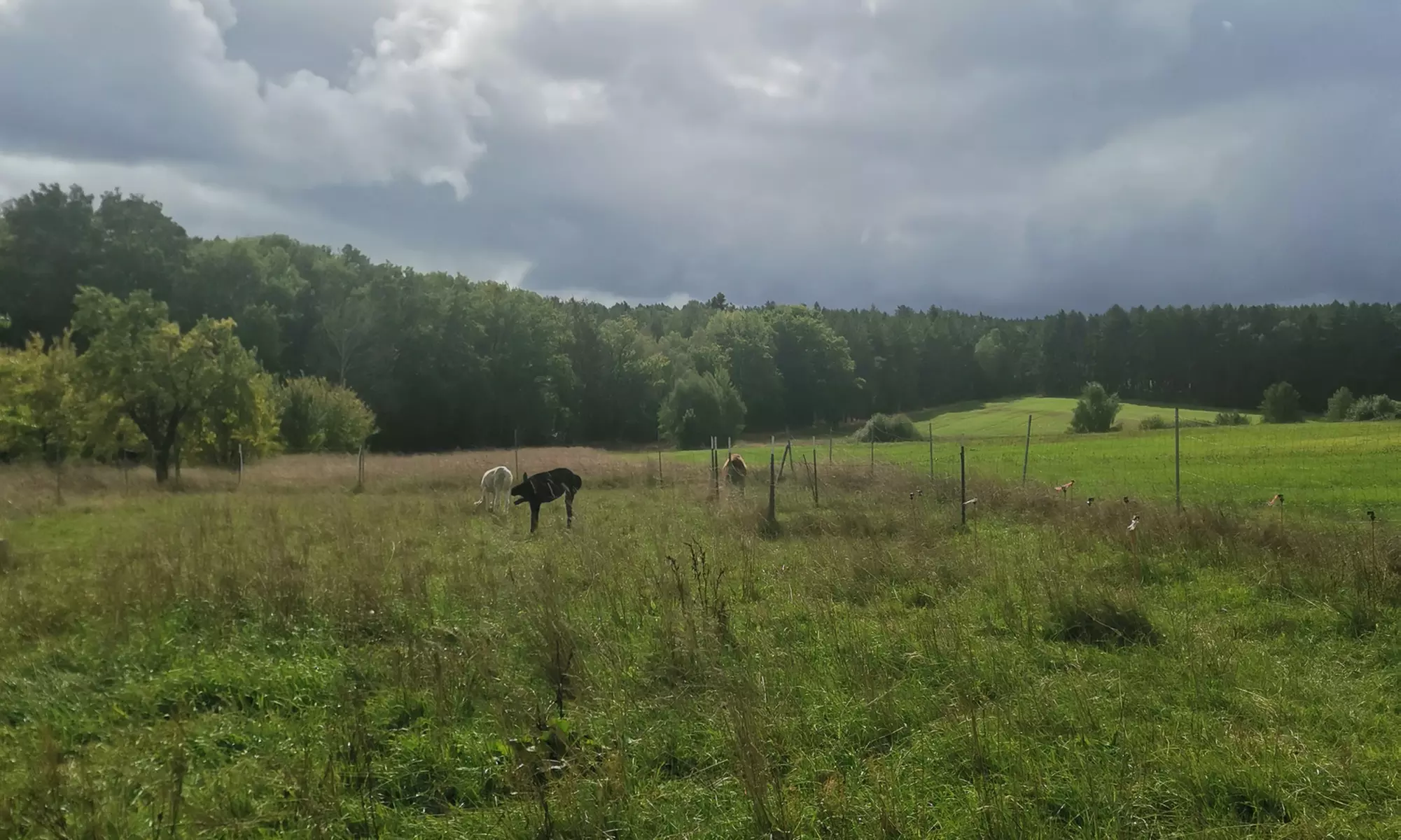 Alpaka- und Lama-Wanderung