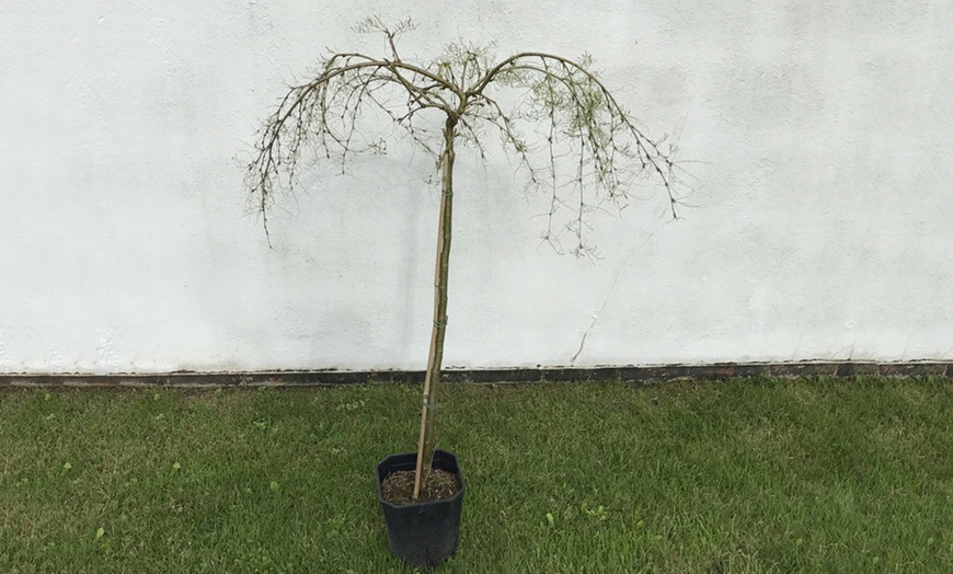 Image 3: Kilmarnock Weeping Willow