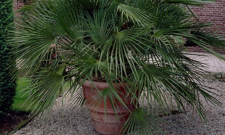 Set da 1 o 2 palme esotiche messicane Washingtonia