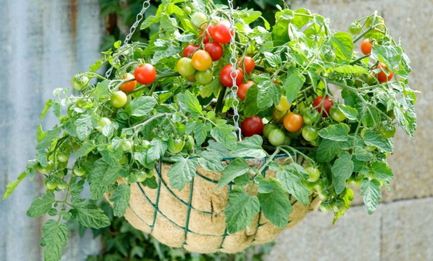 Image 3: Three or Six Tomato 'Tumbling Bella' Jumbo Plug Plants