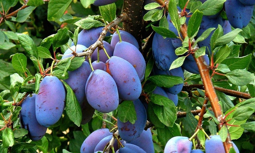 Image 7: Patio Fruit Trees