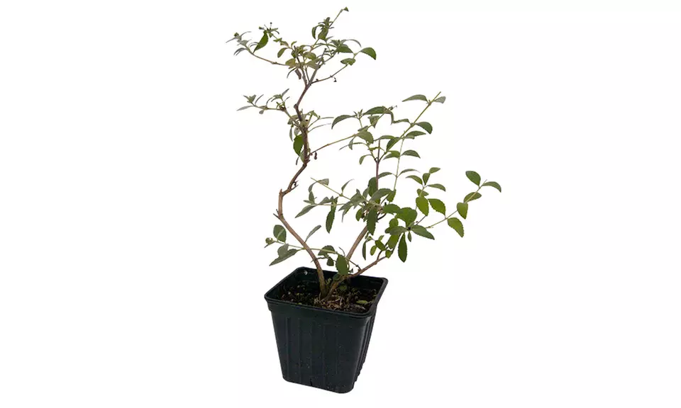 Rainbow Butterfly Bush 2" Potted Plant - Second Medium