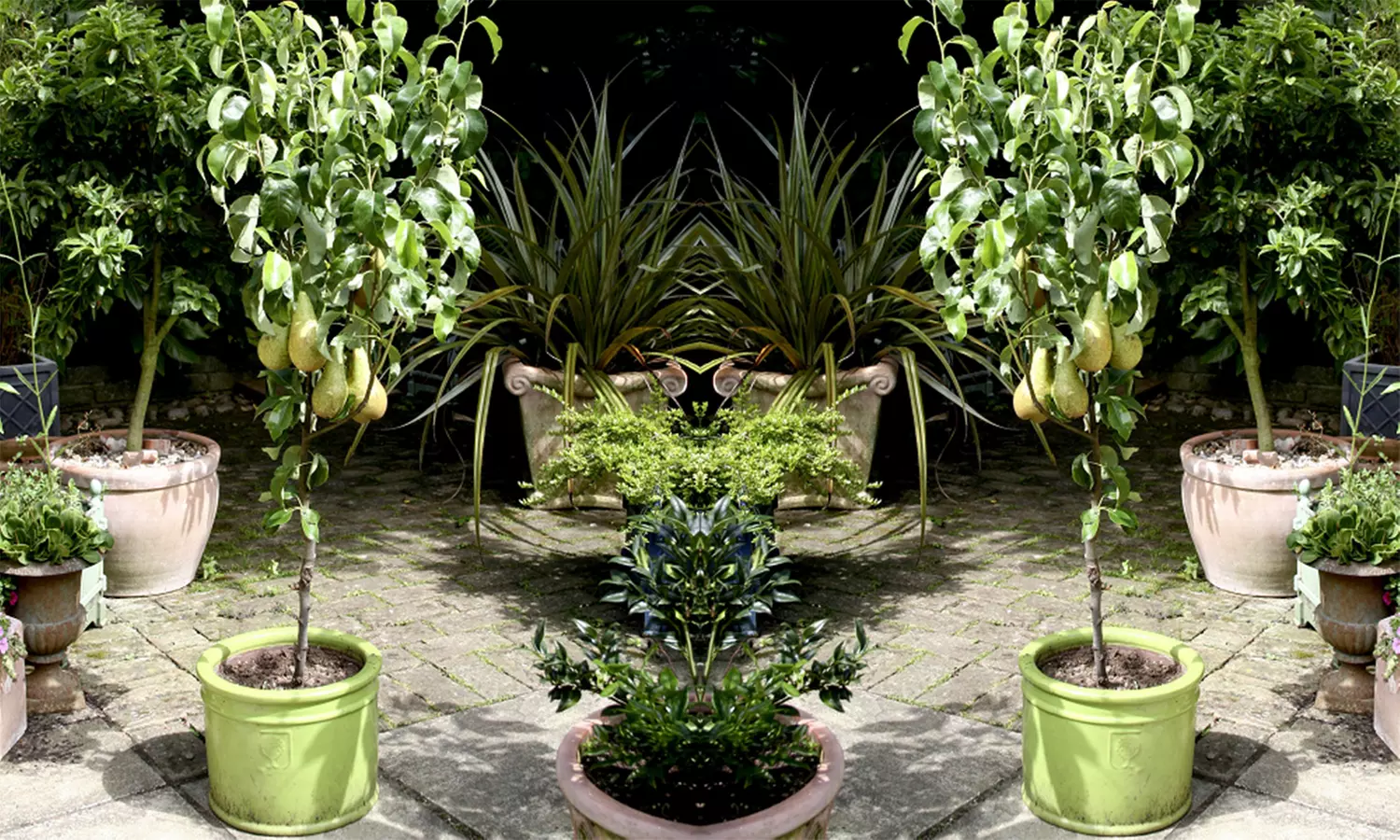 Patio Fruit Trees - Apple, Cherry, Pear, or Plum - Potted Plants