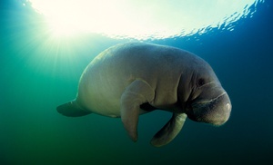 Guided Manatee Snorkel Adventure