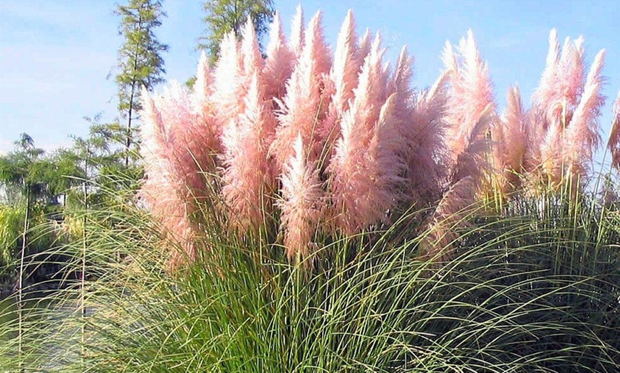 Image 5: 3er- oder 6er-Set Pampasgräser "Cortaderia selloana"