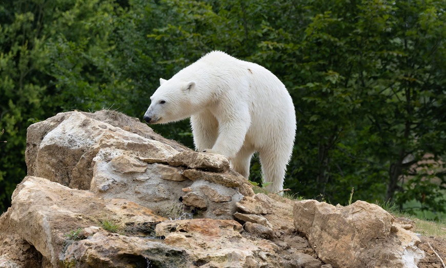 Image 4: Safari animalier près de Paris avec accès Terre de Singes