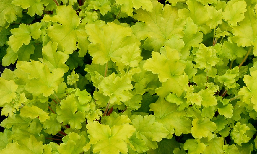 Image 4: 4 x 1 Litre Handsome Heuchera