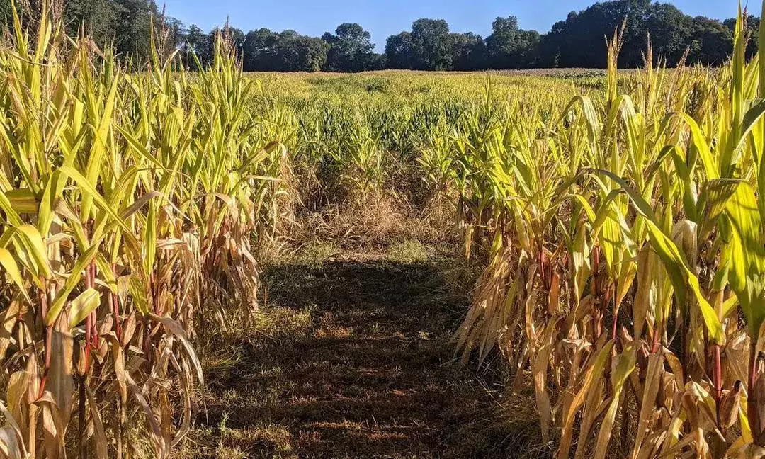 Up to 32% Off Corn Maze Package at Rosedale Farms:
