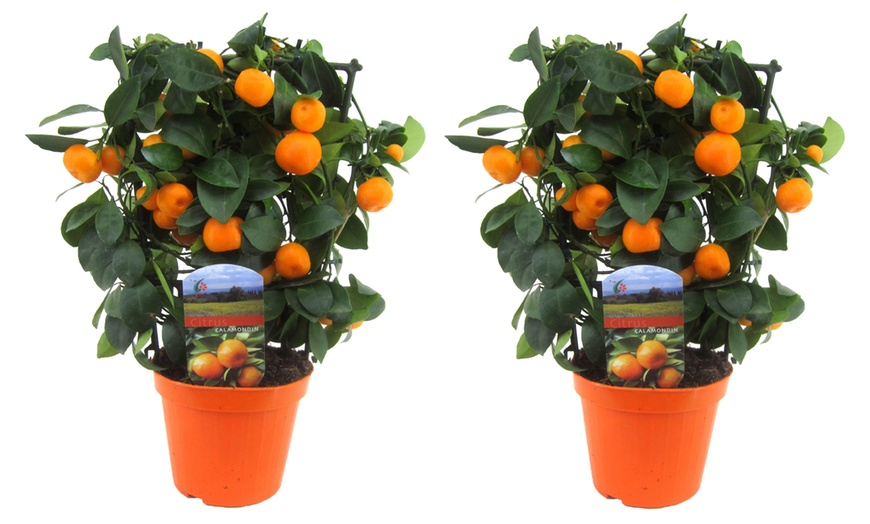 Image 3: 1x oder 2x Zitruspflanze Calamondin