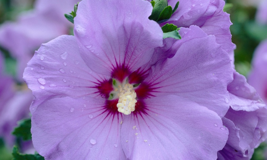Image 3: Hibiscus Syriacus Marina, Lavender-Blue Blooms in 3L Pot
