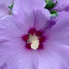 Image 3: Hibiscus Syriacus Marina, Lavender-Blue Blooms in 3L Pot