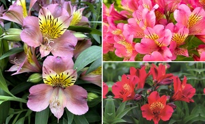 Three Alstroemeria Plants