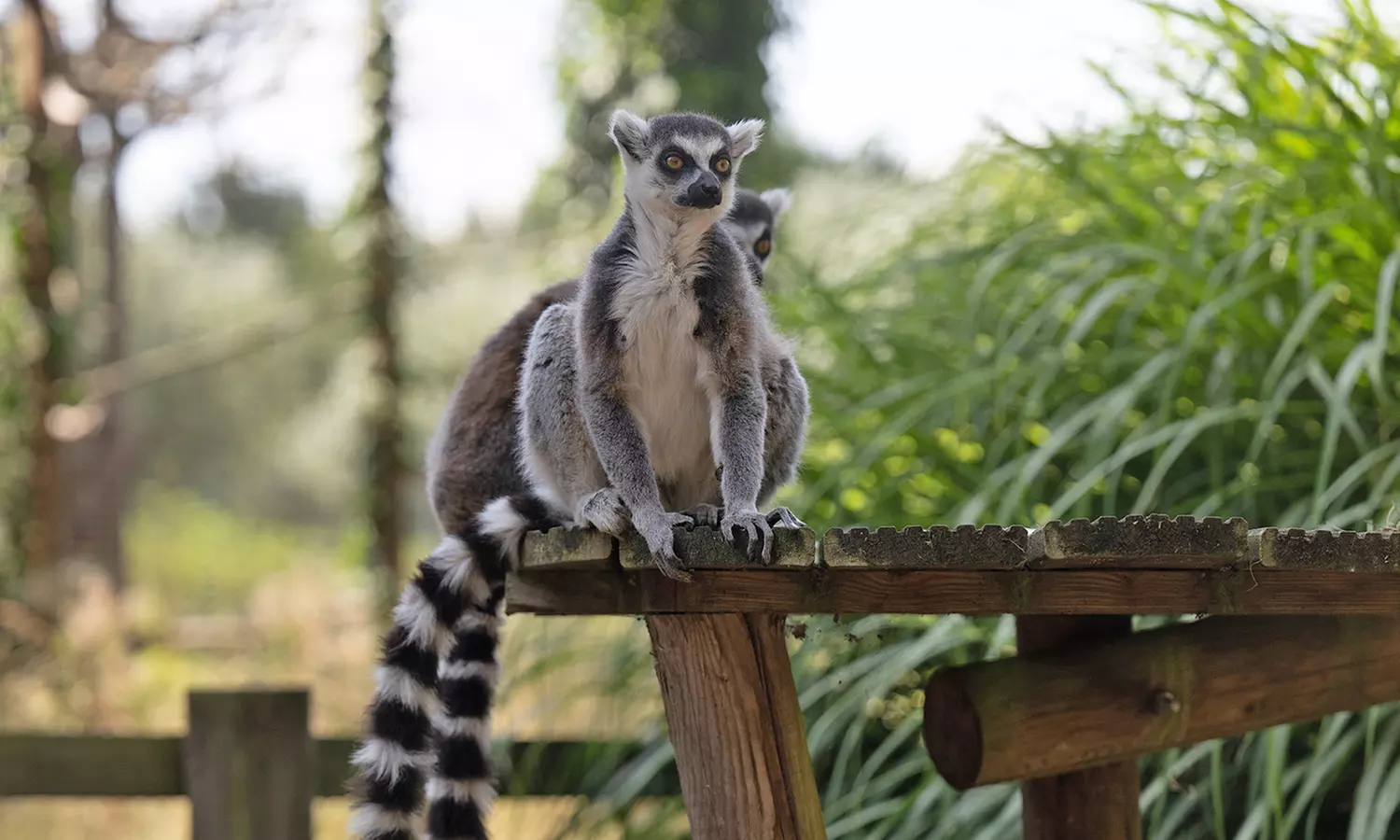 Experience Wild Africa: Lions, Rhinos & Conservation