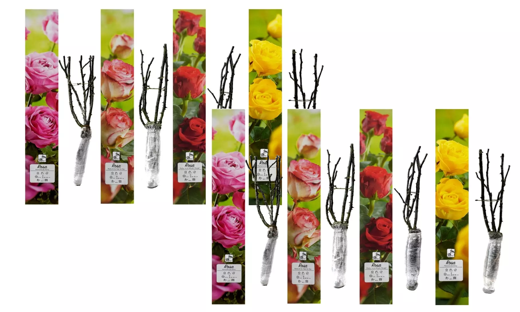 Ensembles de 4 roses de jardin parfumées à grandes fleurs