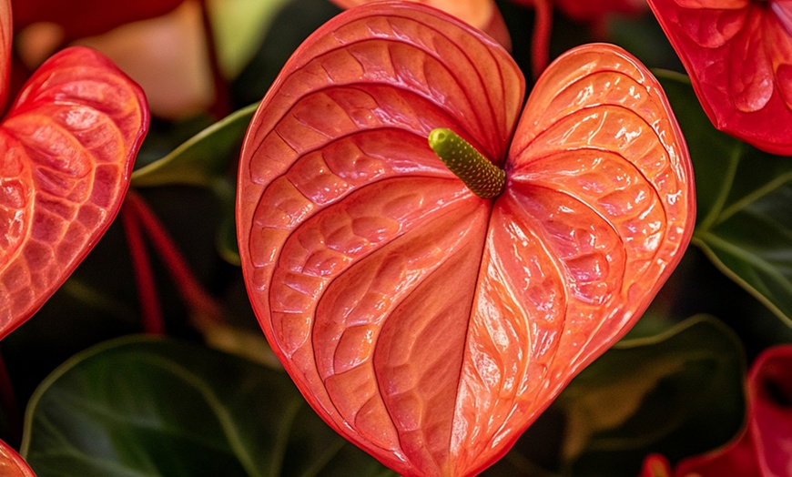 Image 9: Rootz — Plante d'intérieur tropicale Anthurium