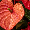 Image 9: Rootz — Plante d'intérieur tropicale Anthurium