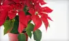 $25 for $50 Worth of Holiday Decorations and Floral Arrangements at Rutland Beard Florist of Ruxton