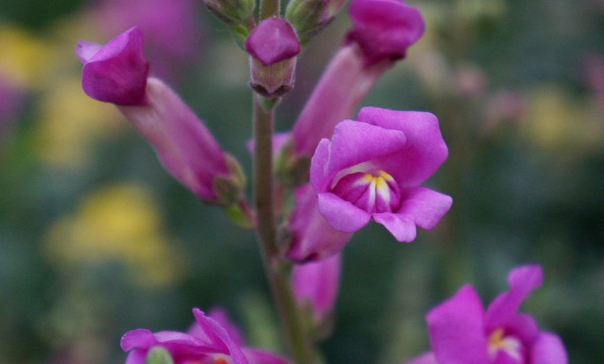 Image 3: Antirrhinum Pretty in Pink - 1, 2 or 3 Plants in 1-Litre Pots
