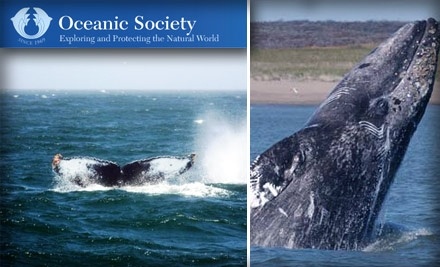 Oceanic Society Whale Watching Tours In - San Francisco | Groupon