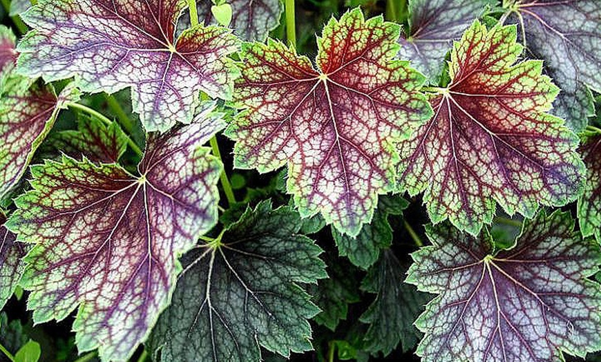 Image 16: 4 x 1 Litre Handsome Heuchera