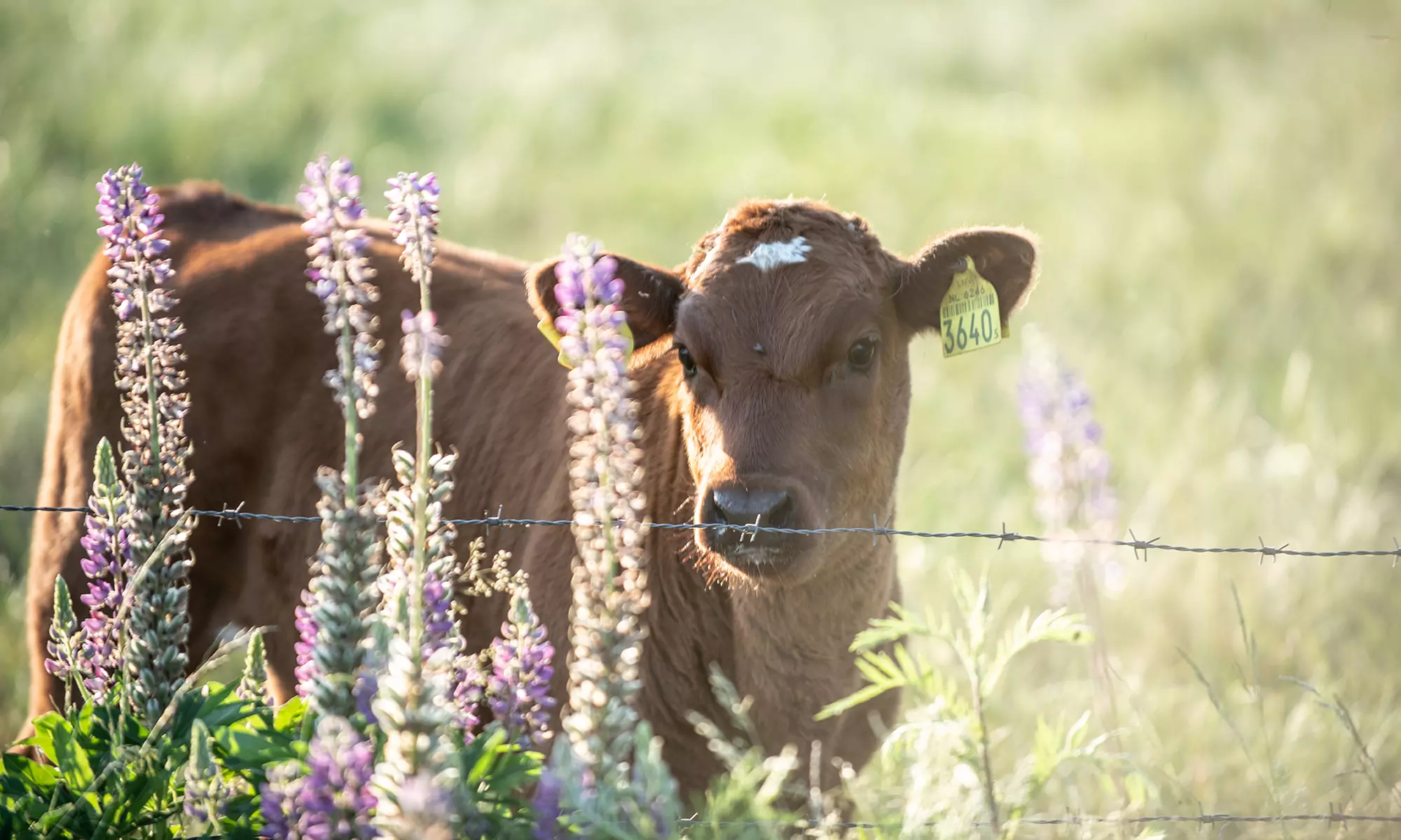 Twente: Safari Lodge-tent XL of Sterrenkubus met ontbijt