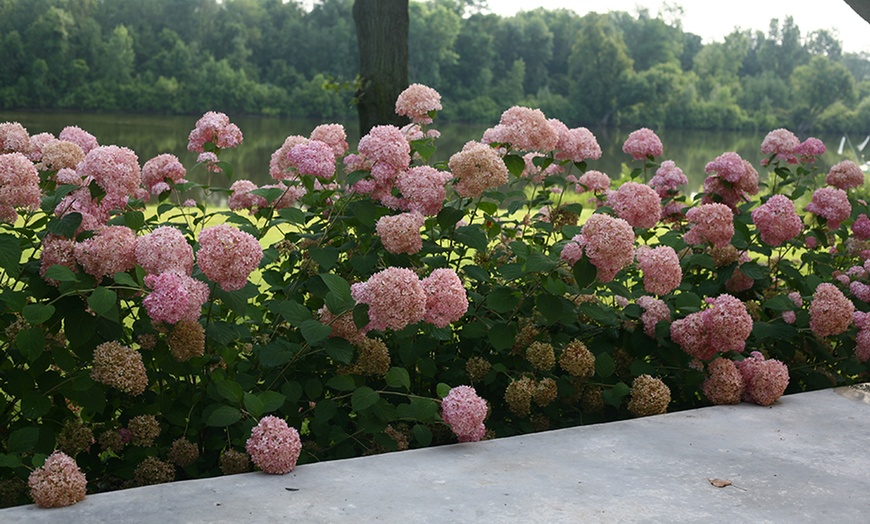 Image 4: Annabelle XXL roze hortensia's