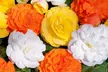 Begonia Nonstop Citrus Mix - 24, 42 or 60 Plants - Image 2