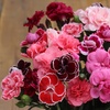 Image 1: Pink Premium Dianthus Collection