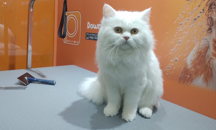 Image 1: Basic or Full Grooming at Pet Corner