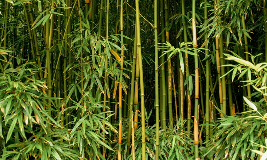 Image 1: Evergreen Bamboo 'Semiarundinaria' – 1, 3 or 5 Potted Plants