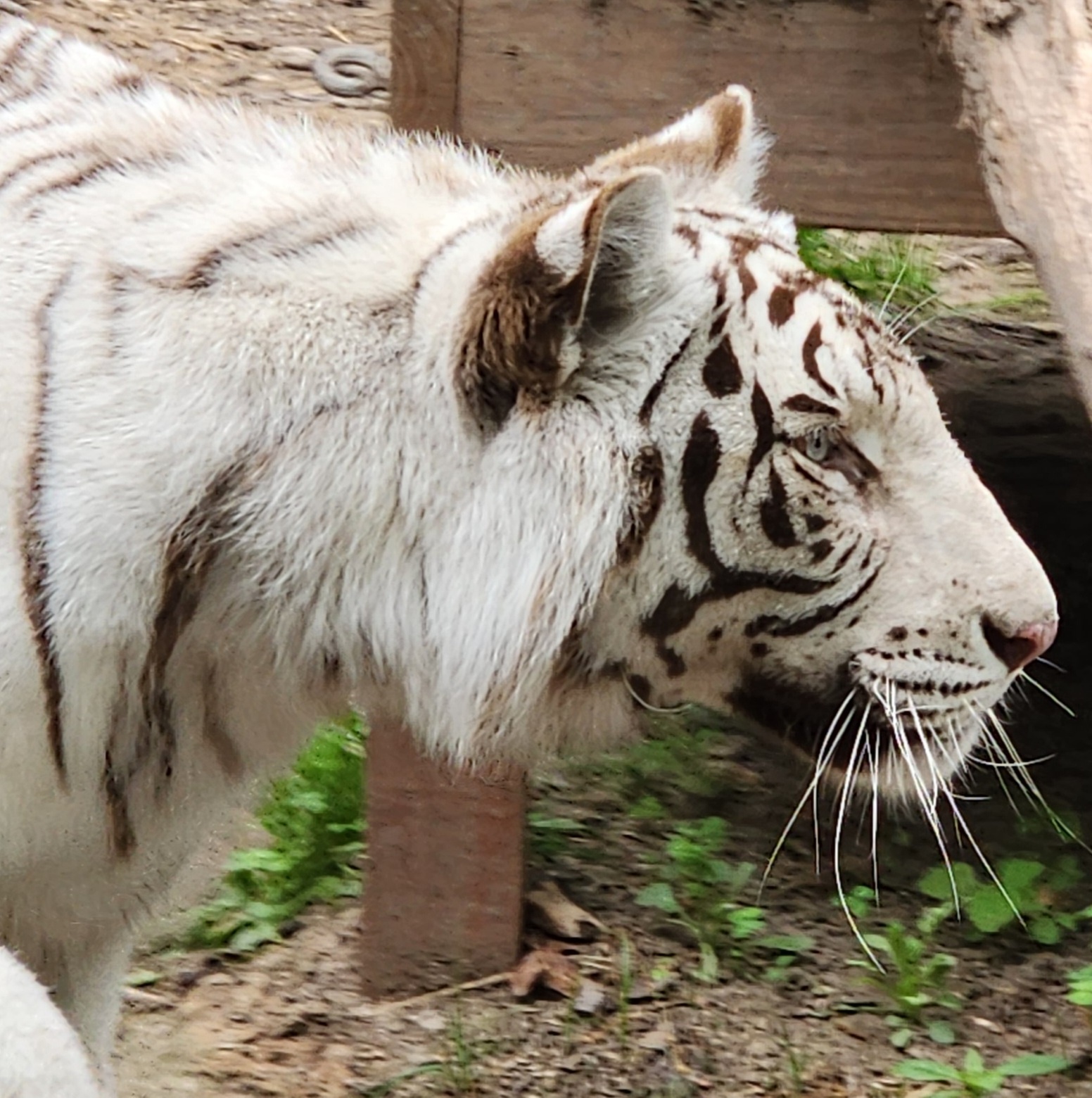 Family Pack with Mini Golf and More at Wild Animal Adventures