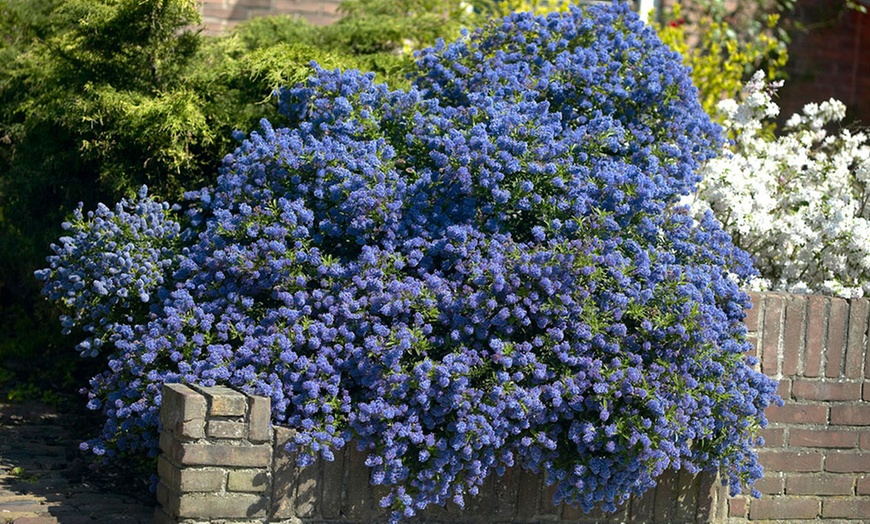 Image 1: XXL California Lilac Shrubs