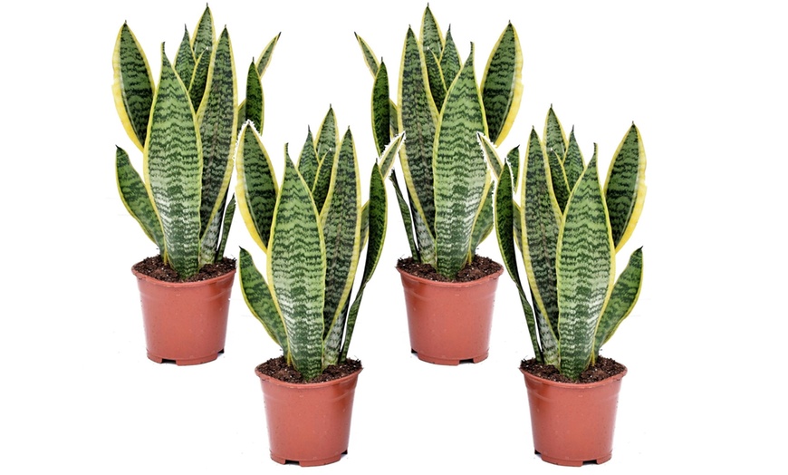 Image 7: 2x oder 4x Bogenhanf "Sansevieria"